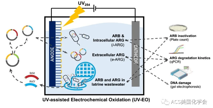 紫外光輔助電化學(xué)氧化去除污水中的抗性細(xì)菌與基因 新聞資訊 第1張