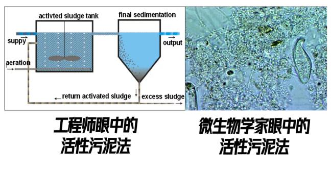 跟蹤香港污水廠9年：萬變的菌，不變的出水 新聞資訊 第2張