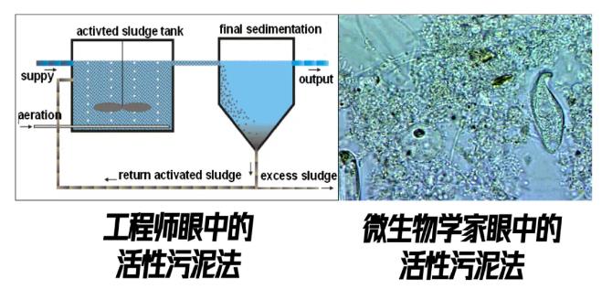 跟蹤香港污水廠9年：萬變的菌，不變的出水 新聞資訊 第10張